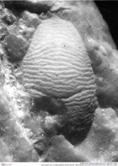 Historisches Foto von Mesogalathea striata (Remeš, 1895) (NHMW-AFW-GEO-BACHMAYER-FOTO-1990-0041-2485)
